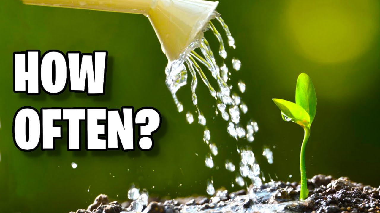 How often should I water my cannabis plant?
