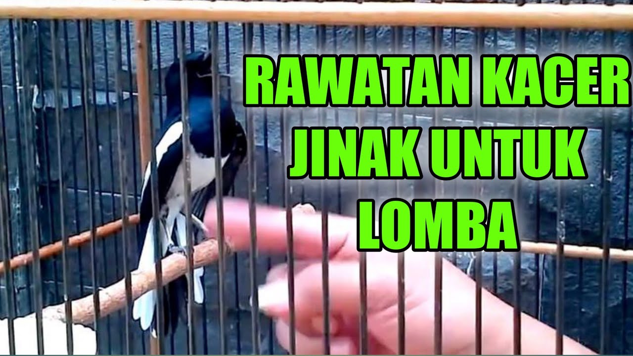 KACER JINAK UNTUK LOMBA