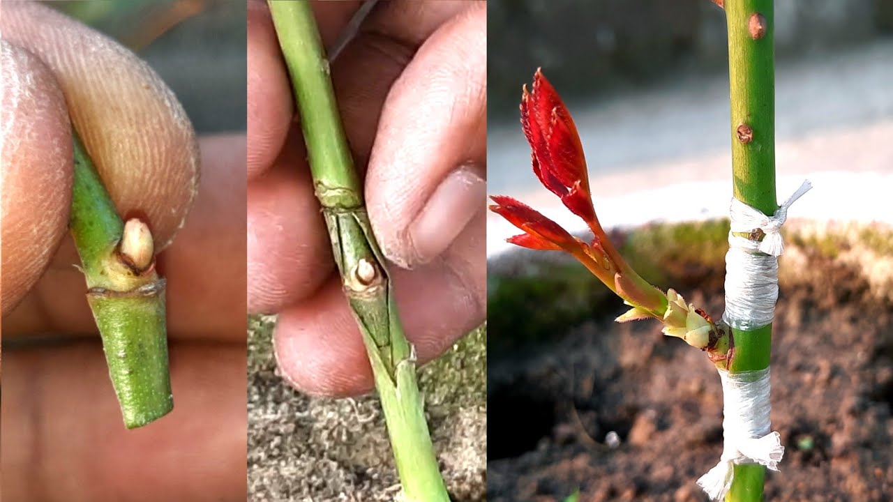 Rose Bud Grafting Technique, 100% Successful Result, Will Never Fail