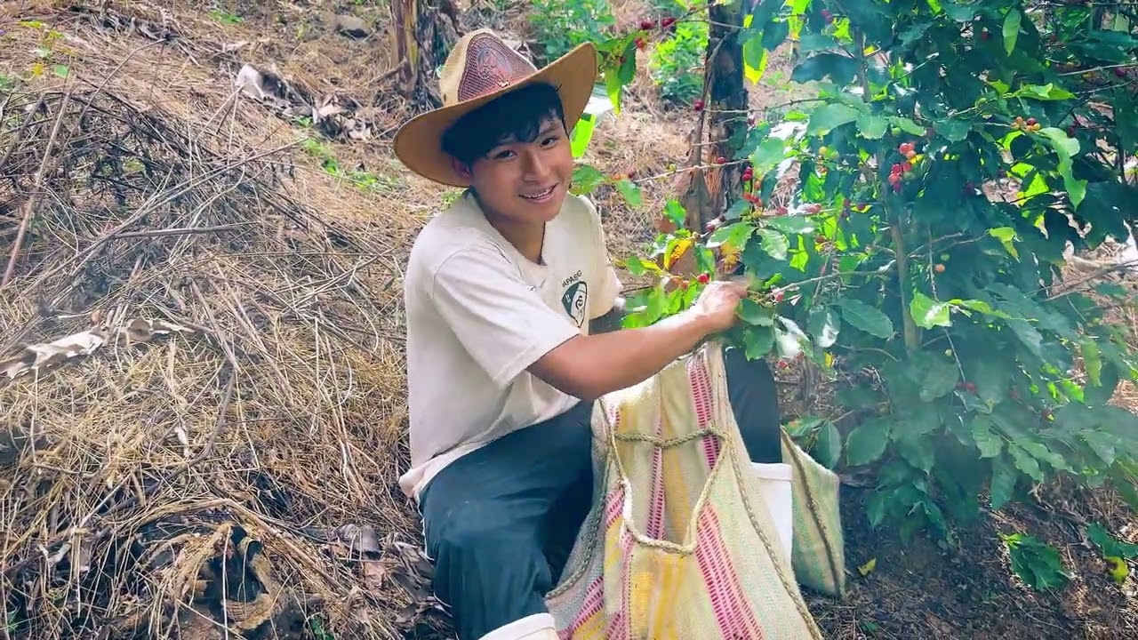 Salí a cosechar café para dejarles a mis abuelitos