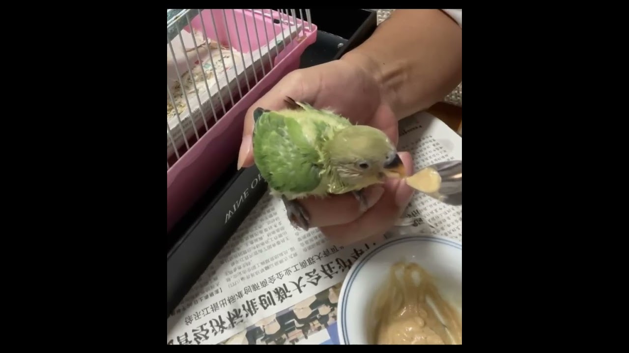 (Agapornis fischeri) After a week