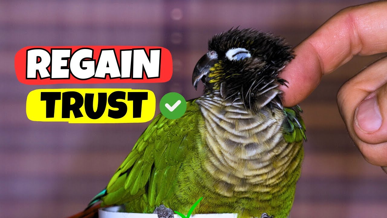 How To REGAIN Your Bird's TRUST ✅