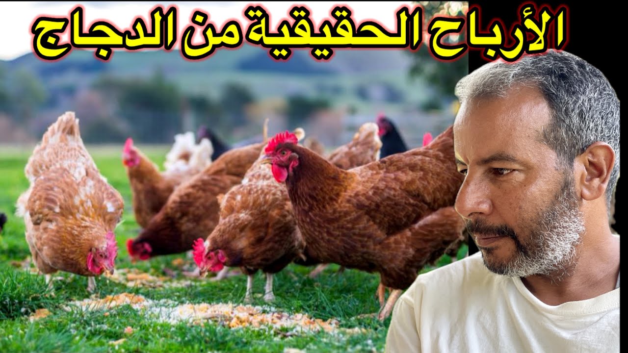 أرباح أصحاب مشاريع الدجاج في المغرب 🇲🇦 لن تصدق 🤔
