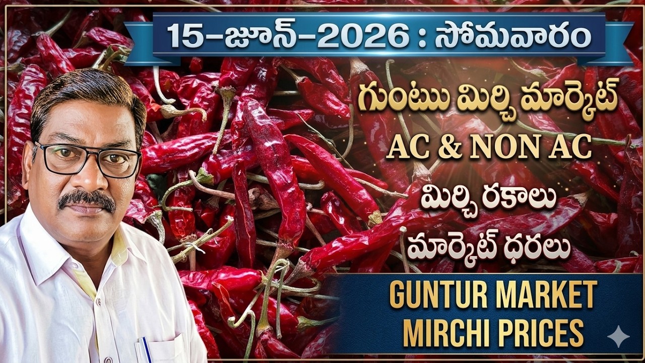 15-JUNE-2026 GUNTUR MARKET MIRCHI RATES|గుంటూరు  మార్కెట్ మిర్చి ధరలు|गुंटूर मार्केट मिर्च  दरलु