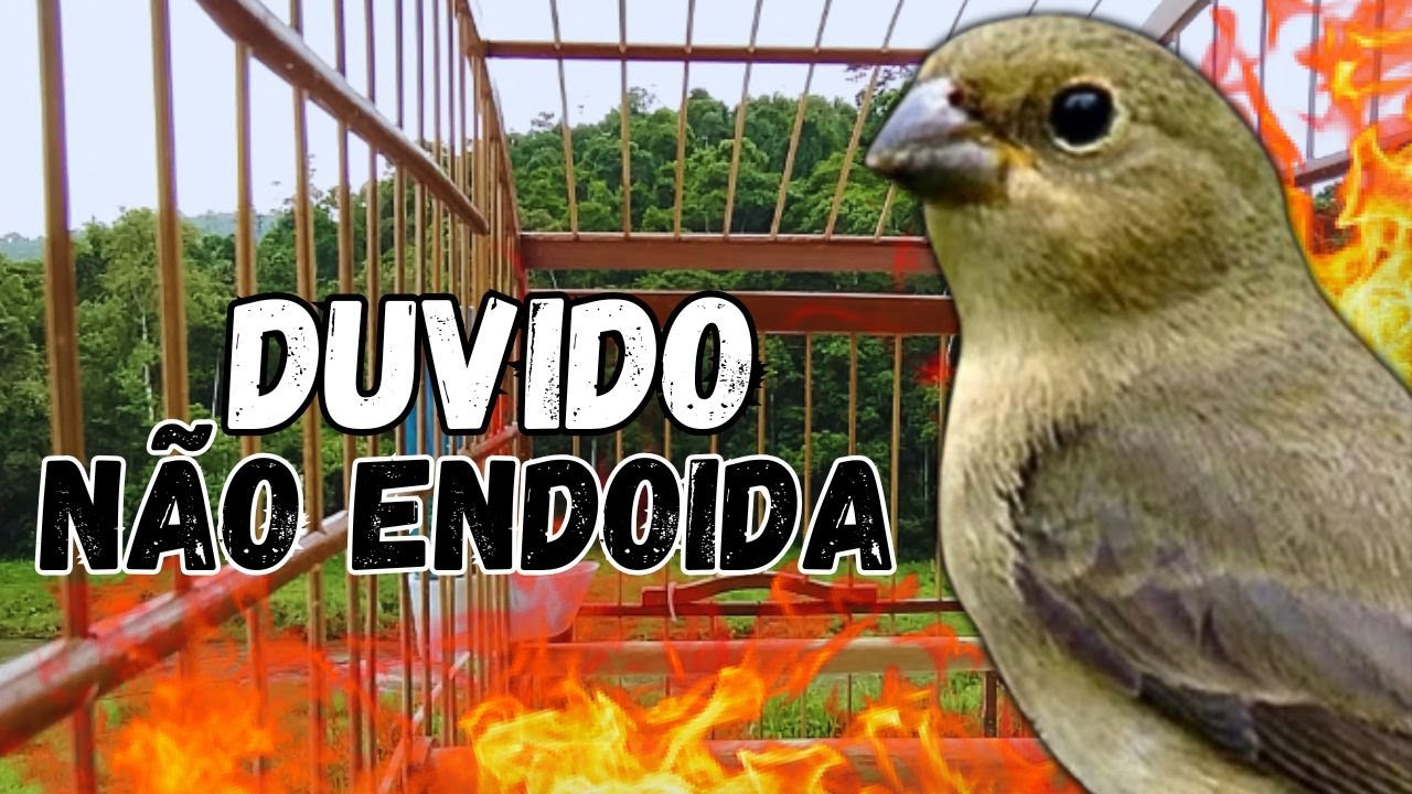Melhor Piado de fêmea de papa capim para Foguear Papa capim tui tui Com Piado de fêmea de papa capim