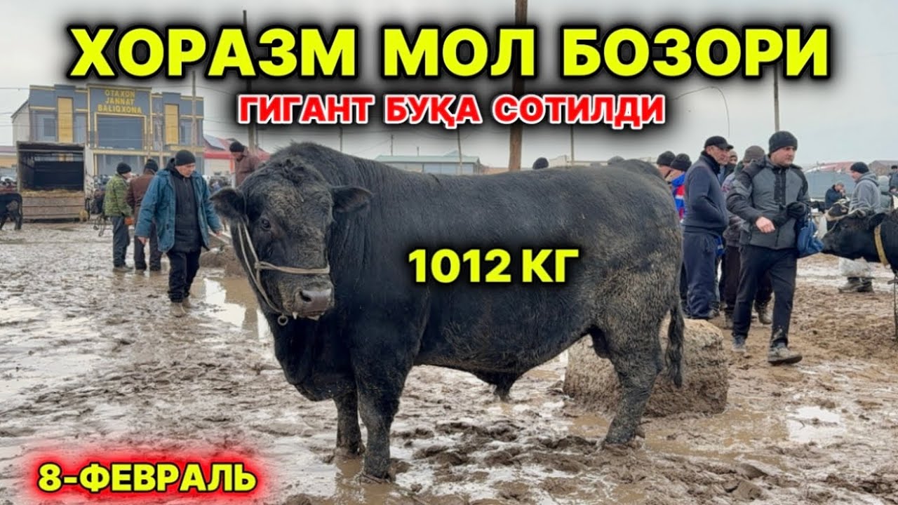 ХОРАЗМ КАТТА БУҚАЛАР БОЗОРИ САВДОЛАРИ УРГАНЧ 8-февраль 2026 г.