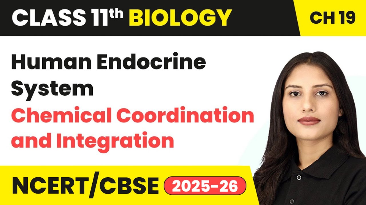 Human Endocrine System - Chemical Coordination and Integration | Class 11 Biology Chapter 19 | CBSE