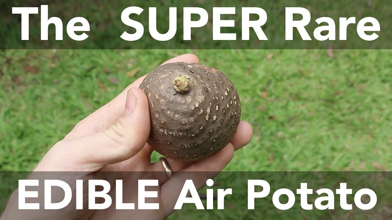 Edible Dioscorea bulbifera!? I can't believe it! I got 'em! I got 'em!