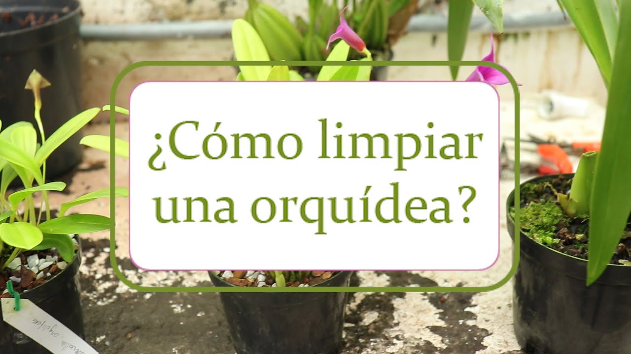 ¿Cómo se limpia una orquídea? | Alma del Bosque