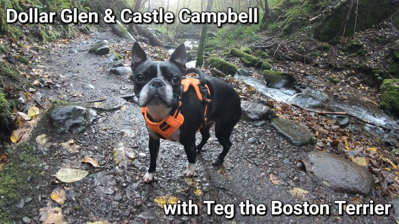 Dollar Glen & Castle Campbell: Teg the Boston Terrier vs. The Rain