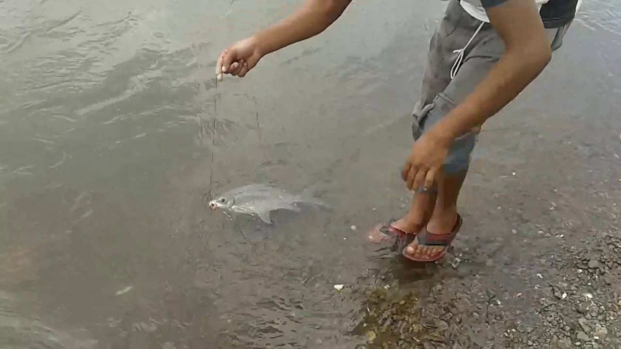 Altaf tamber hunt fish sangli maharashteta