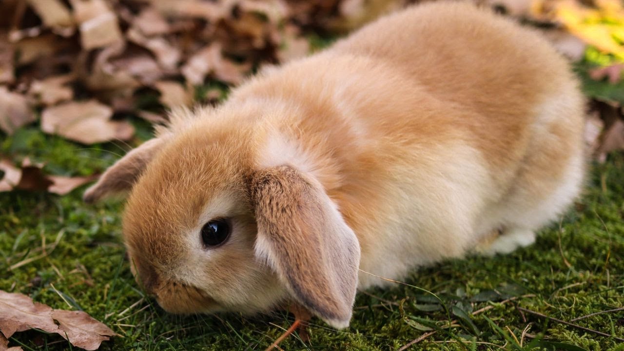 2020 Fall Bunny Update & New Bunny!