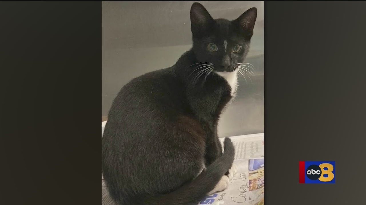 'It's heartbreaking': Cat dies after being set on fire in Richmond, $2,500 reward for information