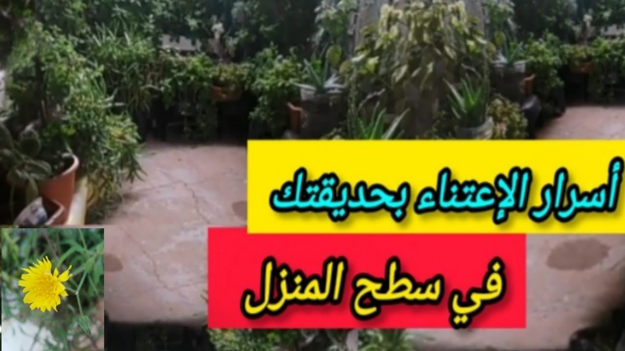 @#جولة ممتازة 👌في نباتاتي🌿🌱 وبعض النصائح المهمة ✍️