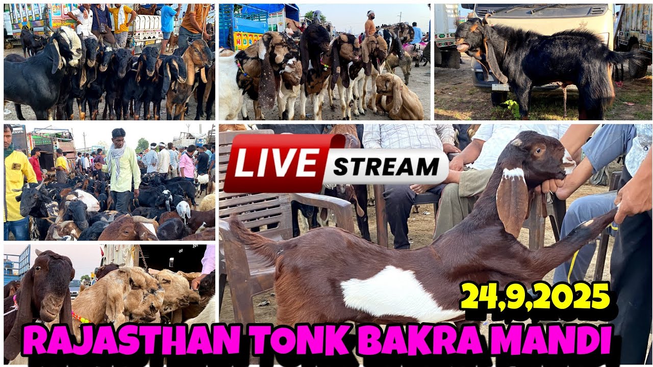 RAJASTHAN TONK KI BAKRA MANDI LIVE UPDATE 24,9,2025 #tonkbakramandi #tonkgoatmarket 