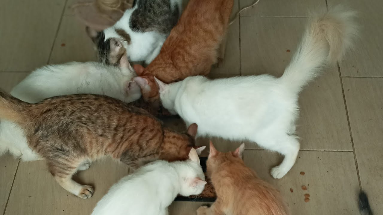 Cats & kittens are 861 & 770 & 696 & 613 & 512 & 495 & 447 & 371 & 256 & 218 & 118 &278 &212 &110&76