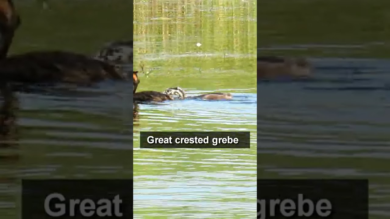 Great crested grebe #shorts