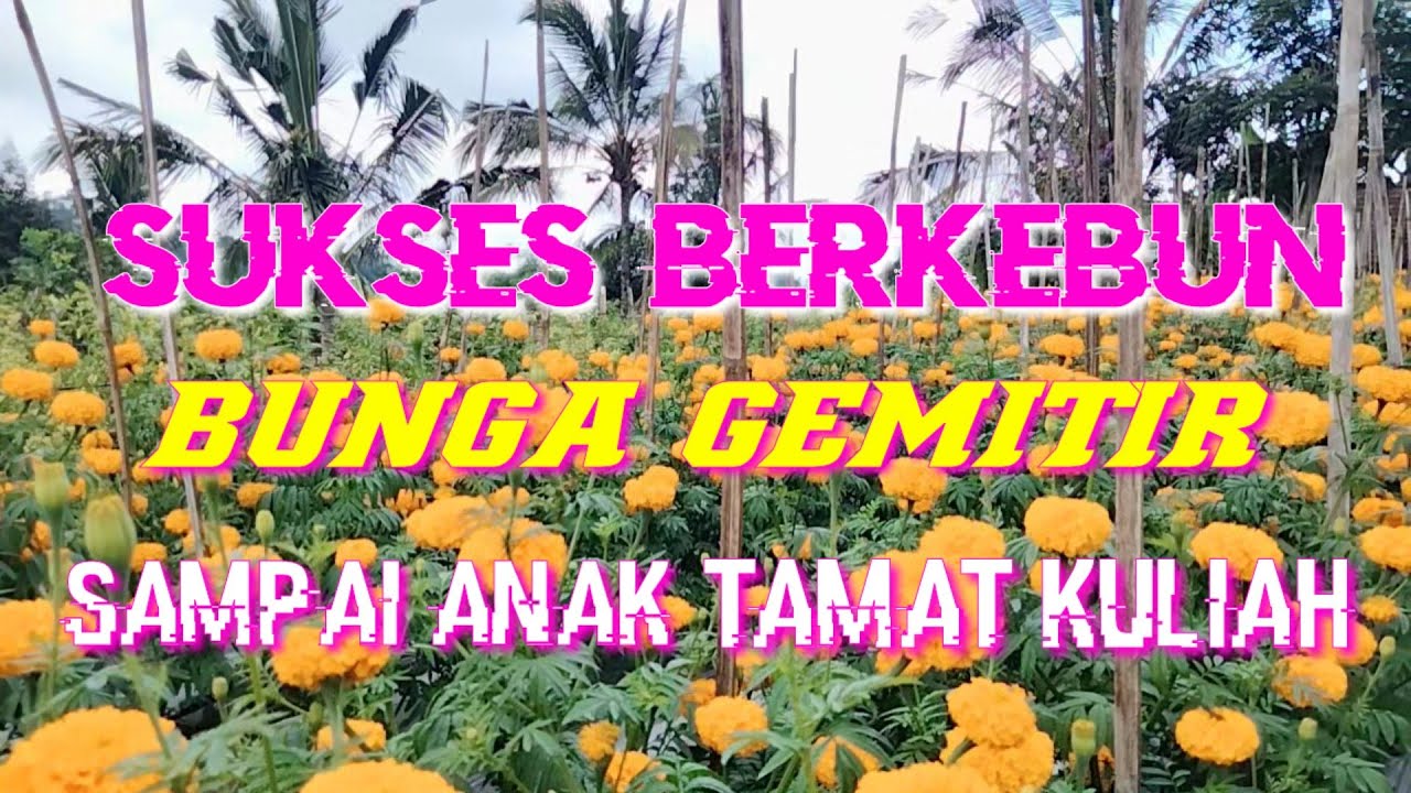 SUKSES BERKEBUN BUNGA GEMITIR SAMPAI  ANAK TAMAT KULIAH