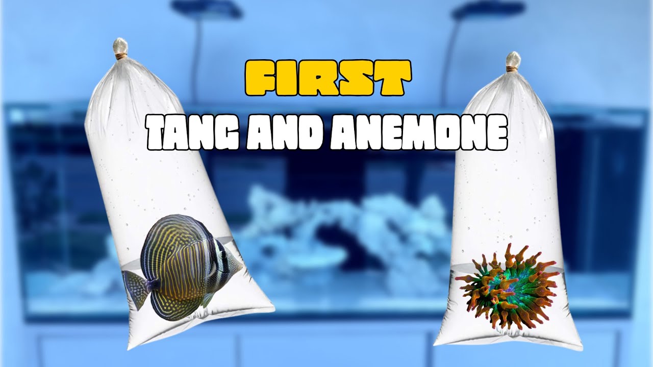 Adding a SAILFIN TANG and a BUBBLE-TIP ANEMONE to my SALTWATER aquarium!