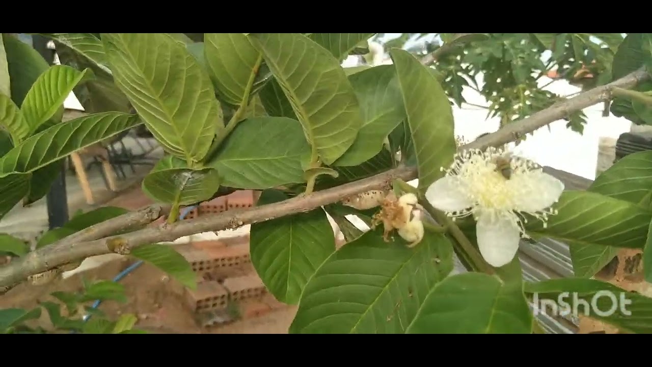 Mostrando a polinização e os frutos da mine chácara.