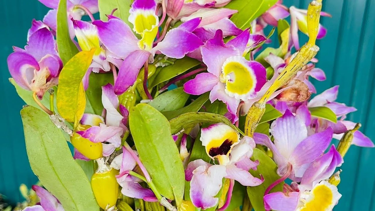 SÁNG 23/2. KHAI XUÂN SIÊU GIẢM GIÁ.CÁO, TRẦM,SÓC,CHỒN,VŨ NỮ, CHÂU,NHẠN 0849490188/0396164604