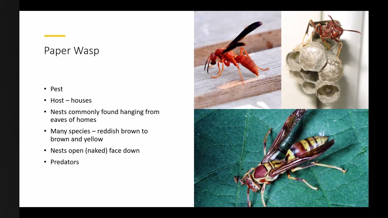 Hymenoptera