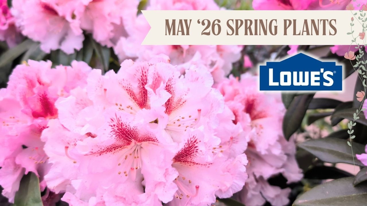 Lowe&rsquo;s Garden Center Tour May 2026 🌿 Calm Plant Shop With Me | Zone 6b Stunning Spring Blooms