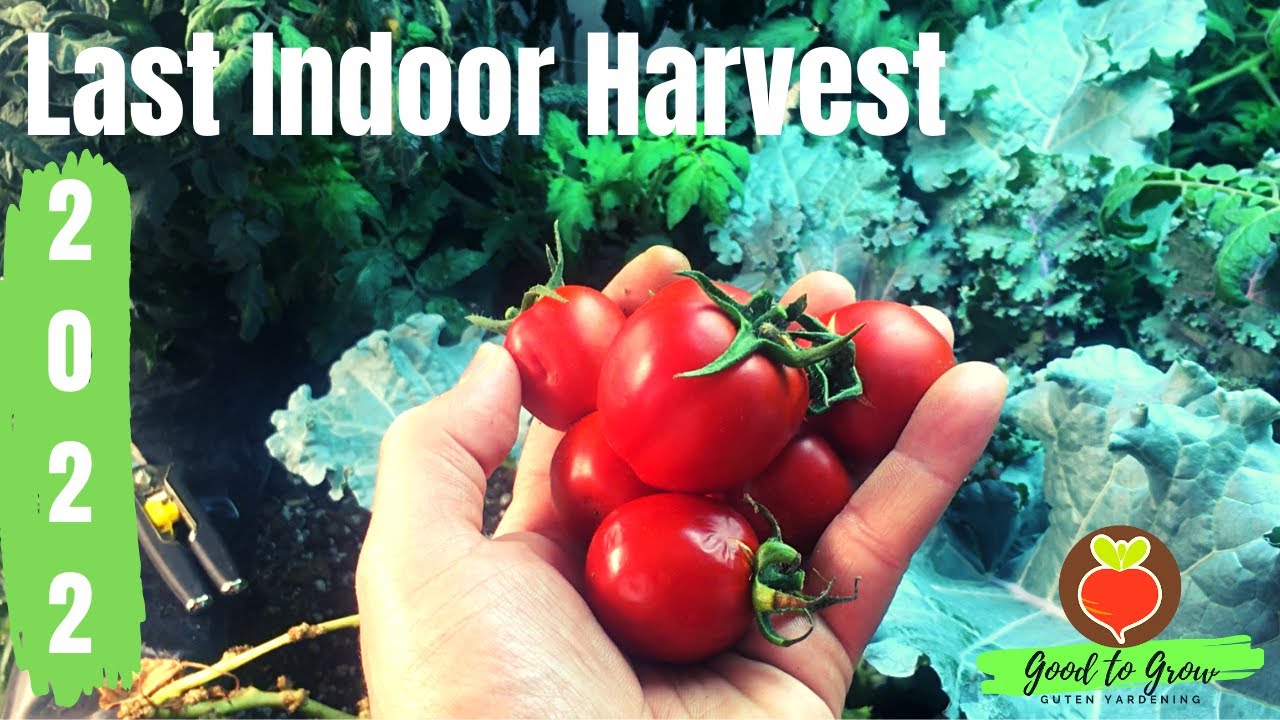 Final Indoor Garden Harvest of 2022 | Zone 5 Gardening
