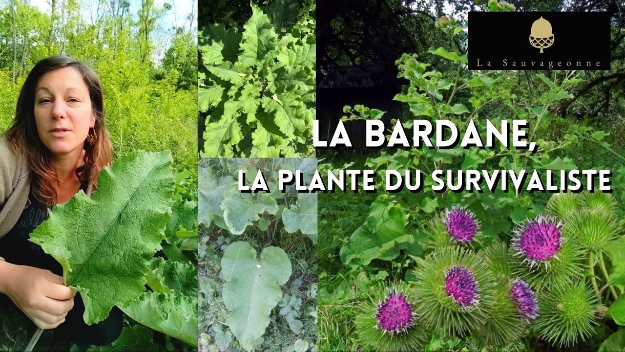 🌱La Bardane🌱, la plante du survivaliste 💪
