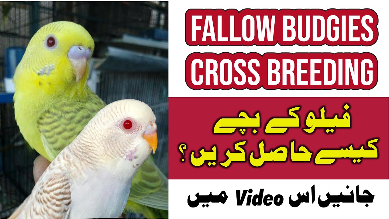 How to get fallow budgie | fallow budgies cross breeding | how to produce fallow budgies Urdu/Hindi