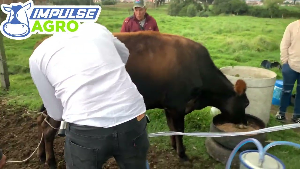 Equipo de ordeño Superpulse de dos puestos con motor eléctrico y gasolina