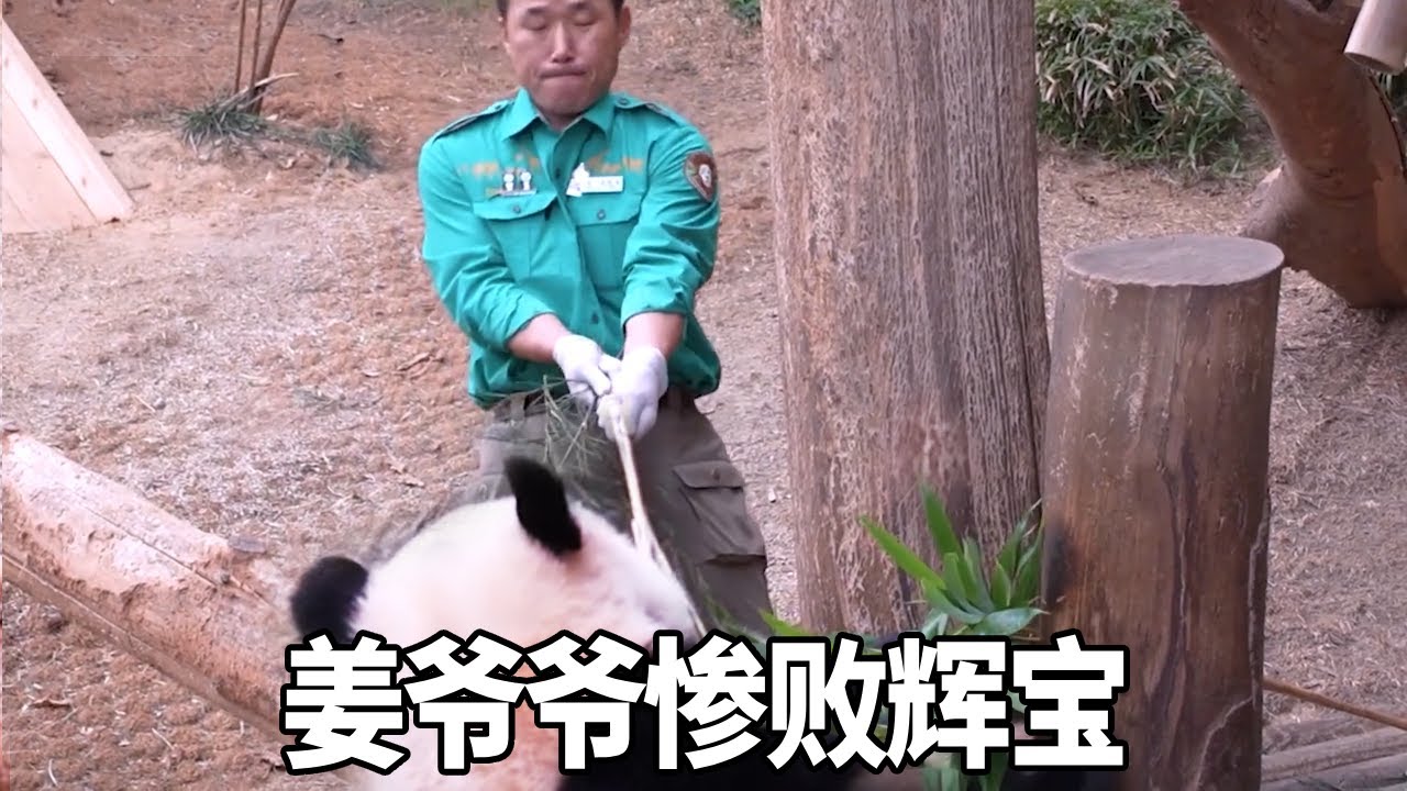 姜爺爺和輝寶玩上拔河了，80公斤的輝寶壓在竹子上，姜爺爺咬緊牙關都拔不出來！【有趣的喵哇】