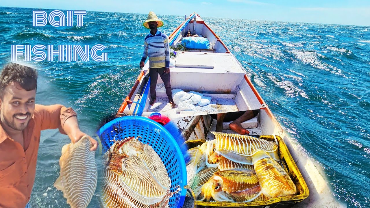 great techniques! fisherman's lot of cuttle fishes caught onthe sea!amazing techniques! Bait fishing