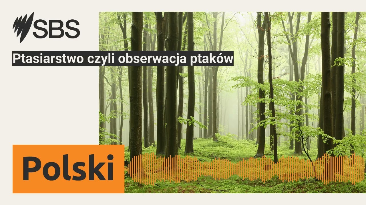 Ptasiarstwo czyli obserwacja ptak&oacute;w | SBS Polish - SBS po polsku