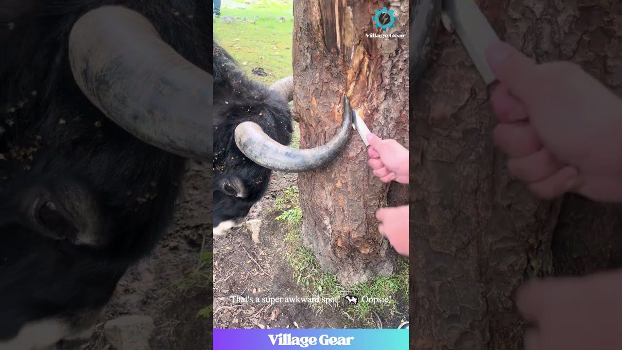 Yak vs Tree, Cow vs Rail! 🥊 Humans to the Rescue! 😂 #animalfails #rescue #teamwork