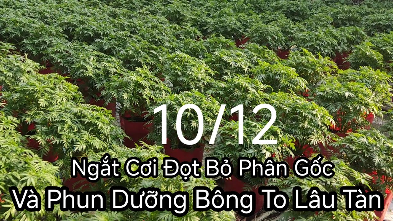 Trồng Vạn Thọ Nở Ngay Dịp Tết 2025 .Phương Pháp Đi 2 Cơi Đọt Và Cách Dưỡng Bông Lâu Tàn Màu Sắc Đẹp