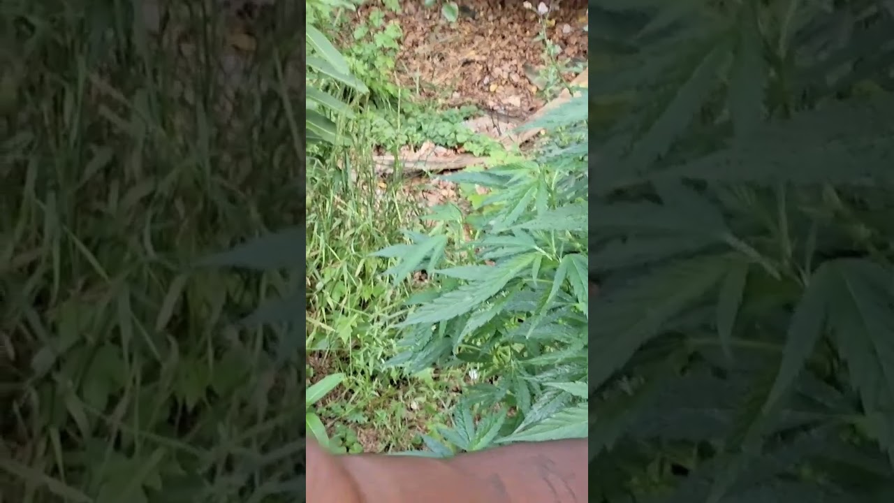 SILICA !!! Your new best friend for outdoor Marijuana growing !!! #michigan #grow #420 #420blazeit