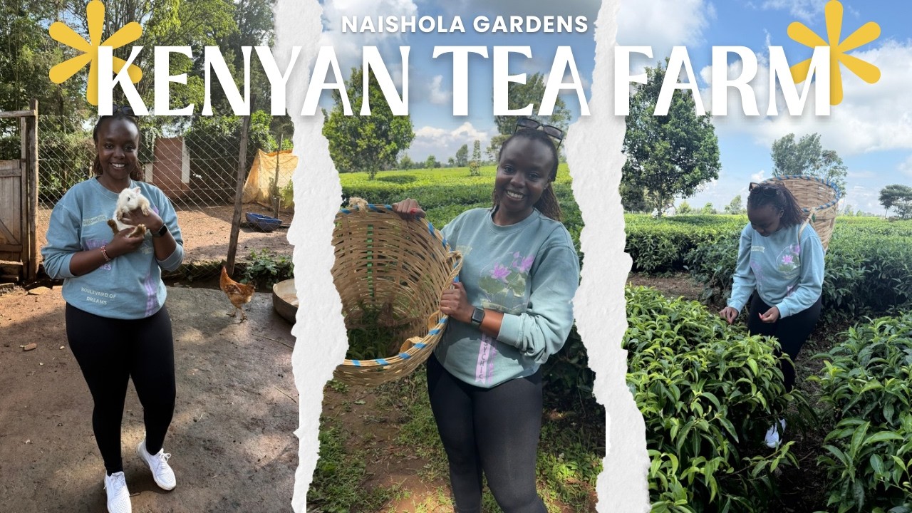 A VISIT TO A KENYAN TEA FARM IN TIGONI - Naishola Gardens