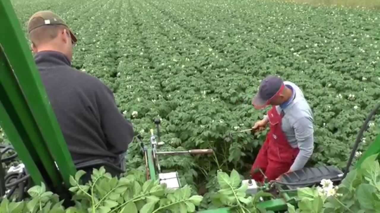 Aardappels selecteren - Akkerwijzer nl