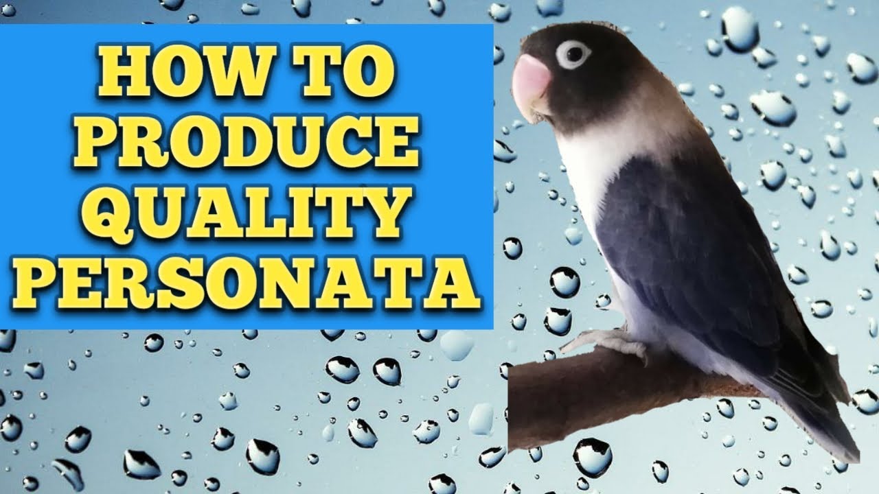 Vlog#19 HOW TO PRODUCE QUALITY PERSONATA?