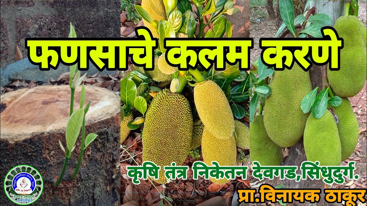 फणस झाडावर कलम करण्याची सोपी पद्धत /How To Graft A Jackfruit Plant