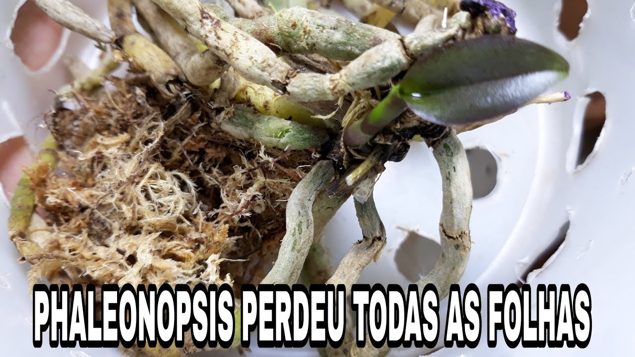 PHALEANOPSIS sem folha e sem raiz dica de como recuperá-la