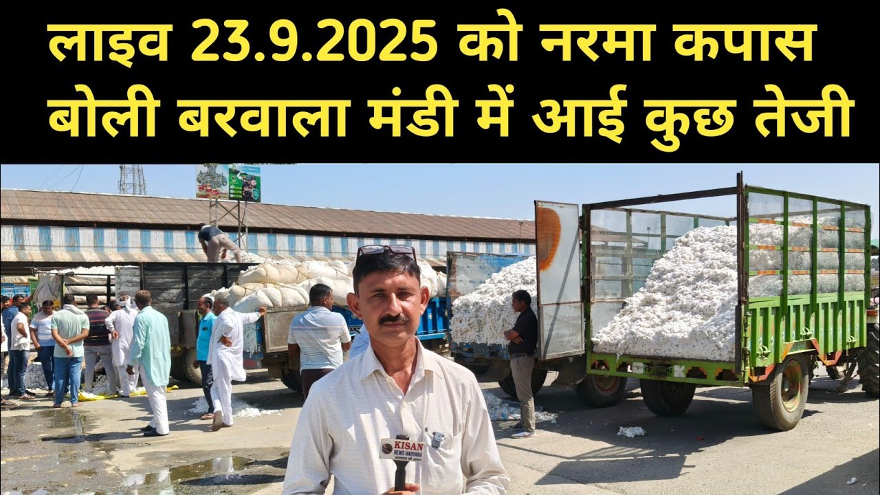 लाइव 23.9.2025 को नरमा कपास बोली बरवाला मंडी में आई कुछ तेजी