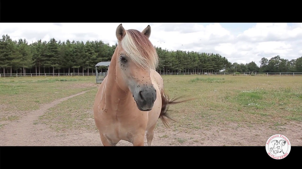 Le Cheval Fjord en France - FPPCF 2018