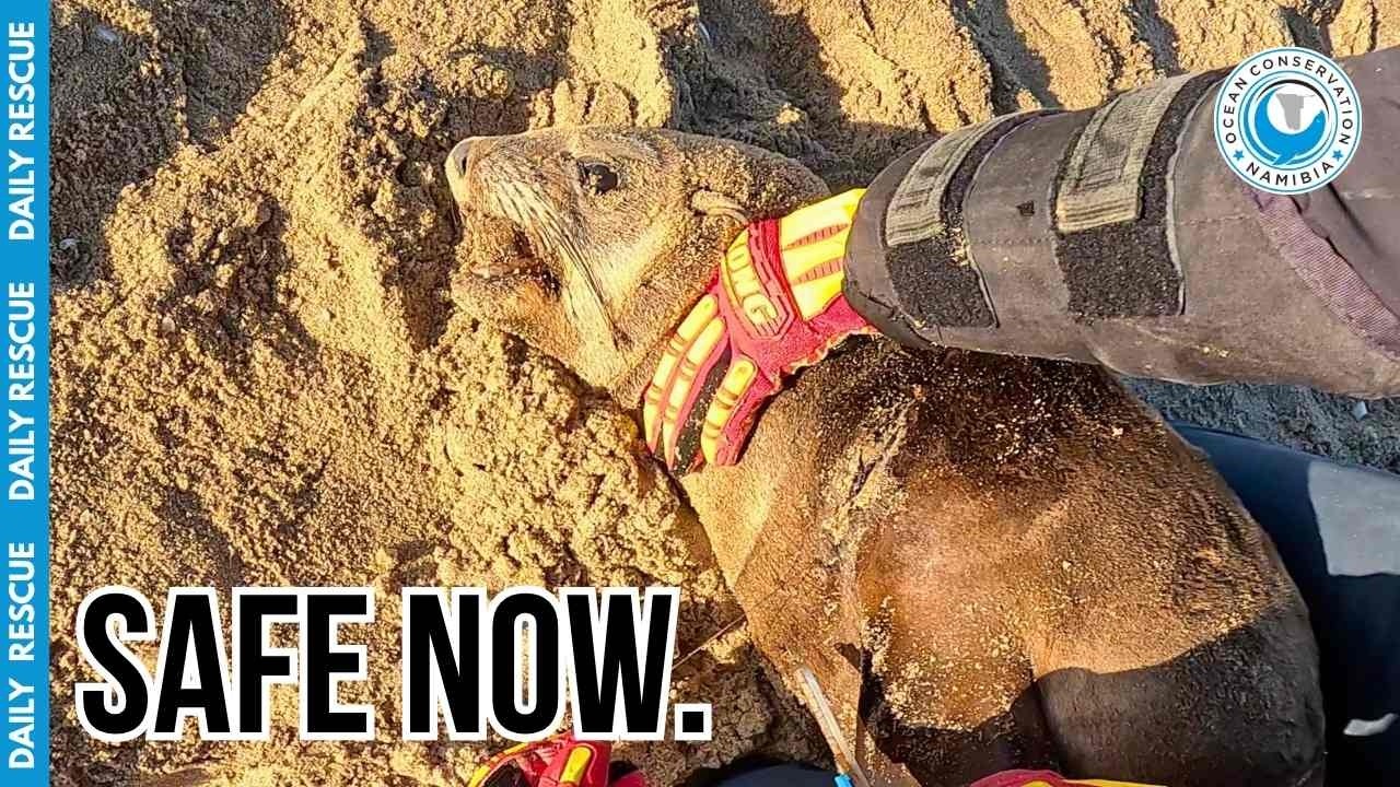 Triple Seal Rescue: Moving At Lightning Speed To Save Lives