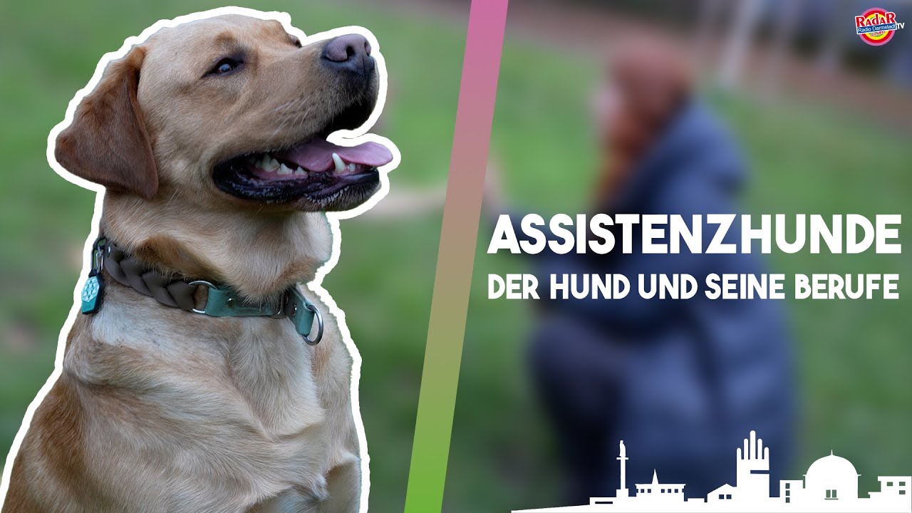 🐶Simba bedeutet für mich alles | Der Hund und seine Berufe: Assistenzhunde | Radio Darmstadt
