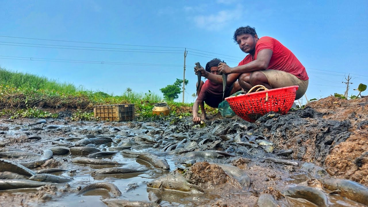 പുഞ്ചപ്പാടത്തെ നാടന്‍ മീന്‍ പിടുത്തം|Earth Lover Media|Real life vlog