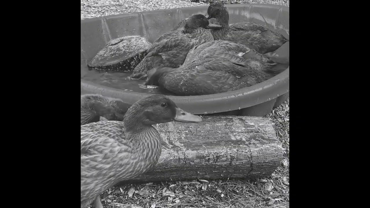 Serene Ducks