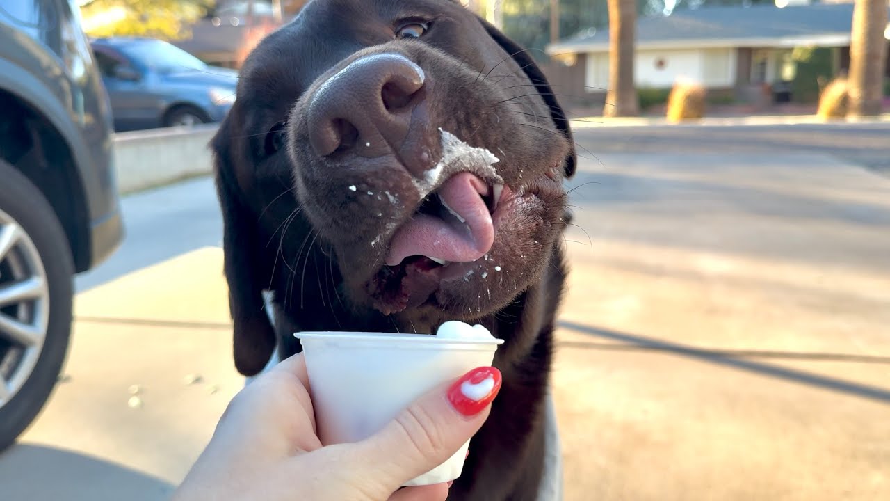 MORNING COFFEE AND PUP CUP RUN WITH MY LABRADOR RETRIEVER!