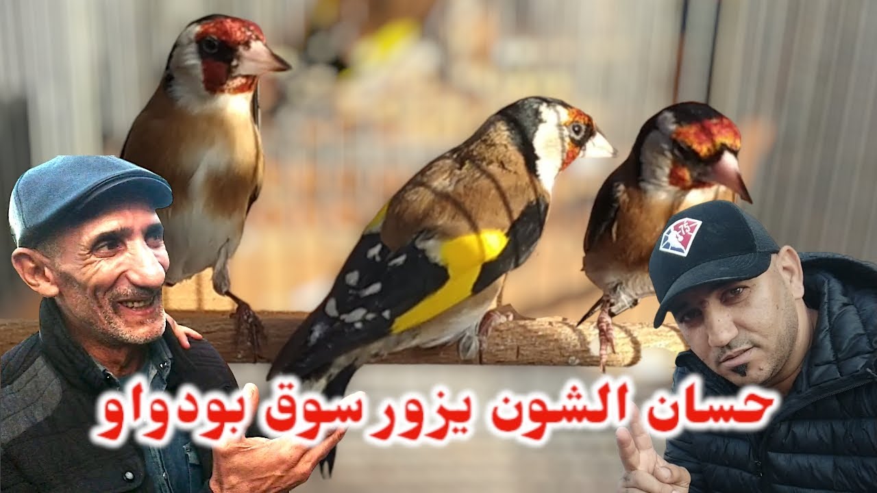 ايناث الحسون تاع الصيف تدخل بكثرة و السوفاج يبقى غالي | سوق بودواو